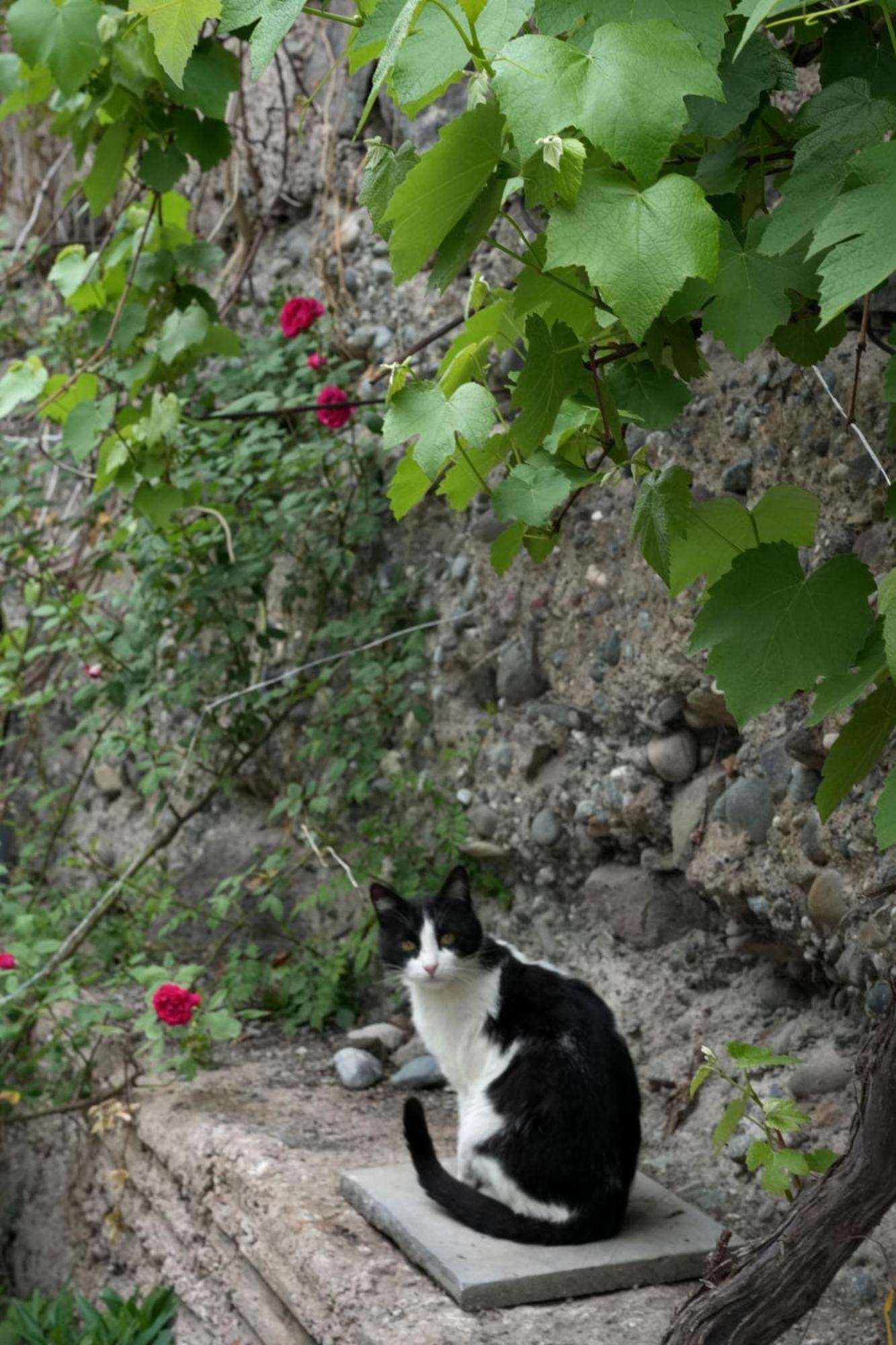 Iris B&B In Debed Canyon Alaverdi Dış mekan fotoğraf